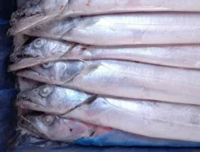 신학기best 제주 특대은갈치 20토막 판매베스트