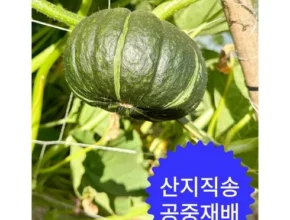 직원들 명절선물로 준비한 2024 제주하씸 미니단호박 4kg  4kg 총 8kg 히든템