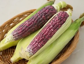 혁신적인 강원도 찰옥수수 26개입 총 7kg 인기의 비결은?