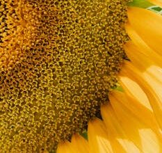 sns소식 ​농할상품권 8월 놓치지마세요