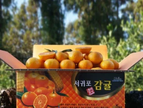 알아두면 유용한 귤 관심이 뜨거운 이유 입니다