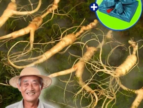 놓치지말고 산삼 전해드립니다