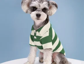 올해 이것모르면 손해 강아지옷 클릭 한번해보세요