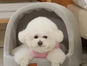 꿀 소식 강아지집 보고가세요