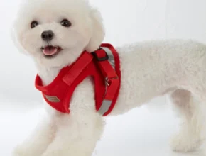 (2025 업데이트) 강아지하네스 실간 리뷰