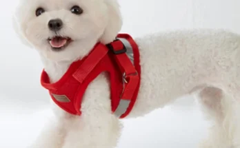 (2025 업데이트) 강아지하네스 실간 리뷰