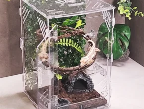 꼭 봐야하는 리스트 도마뱀사육장 관심이 뜨거운 이유 입니다