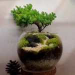 사실 찐정보는 테라리움 전합니다